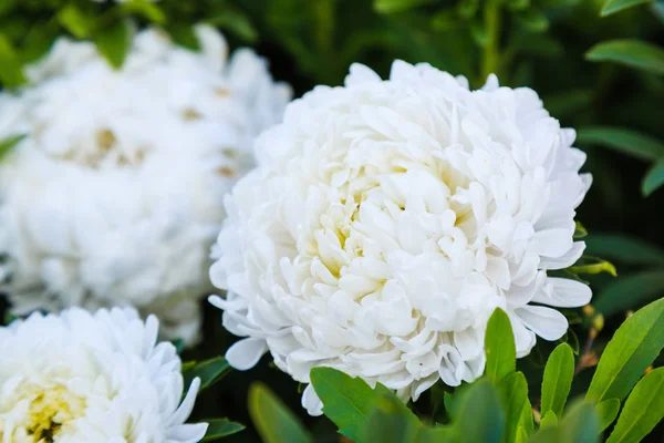 Aster Aster Michaelmas Daisy Zeleném Pozadí Pestrobarevné Barevné Vícebarevné Dráze — Stock fotografie