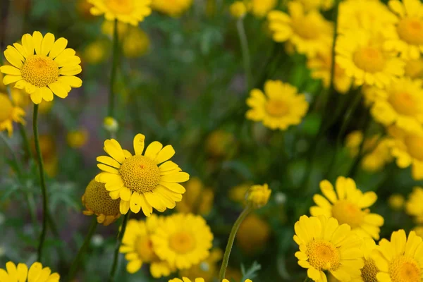 Cota tinctoria veya Anthemis tinctoria, altın marguerite, sarı papatya veya öküz gözü papatya, ayçiçeği ailesinde bitkidir. Diğer yaygın isimler 