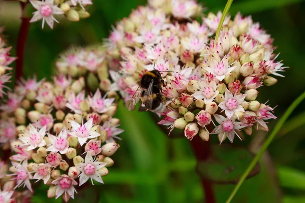 Bumblebee Zbiera Nektar Kwiatach Rozchodnik Lub Orpine Livelong Hylotelephium Matrona — Zdjęcie stockowe