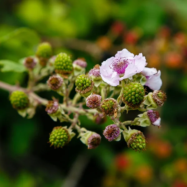 Rama Floreciente Blackberry Rama Blackberry Con Flores Sobre Fondo Natural — Foto de Stock