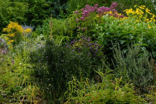 Sonbahar bahçesinde çiçekler. Bahçede veya Parkta çiçekli çok yıllıklar