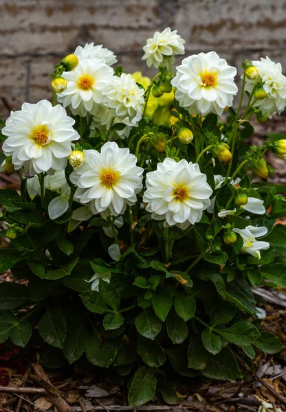 Sonbahar bahçesinde güzel dahlias.