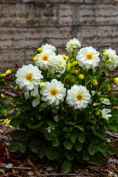 Sonbahar bahçesinde güzel dahlias.