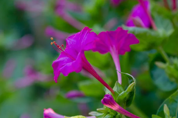 美丽的紫色和黄色的米拉比里斯加拉帕或四点钟在夏日花园的紫色和黄色的花朵 五颜六色的花卉背景 — 图库照片