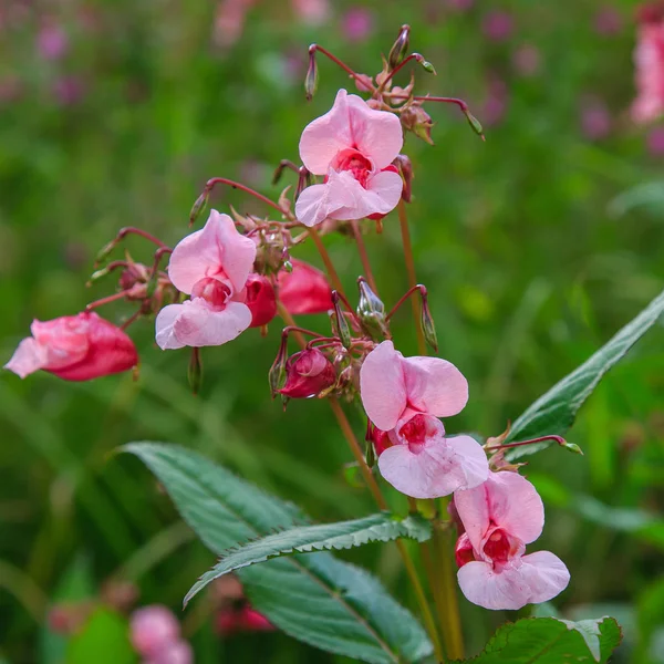 自然の背景にインパティエンス腺の花の花 — ストック写真