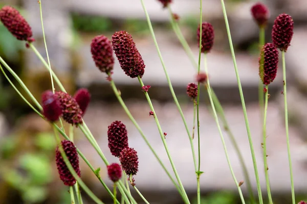 Sanguisorba Officinalis Den Stora Burnet Växt Familjen Rosväxter Underfamiljen Rosoideae — Stockfoto