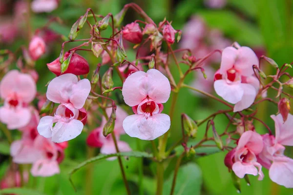 Цветы Impatiens Glandulifera Цветы Естественном Фоне — стоковое фото