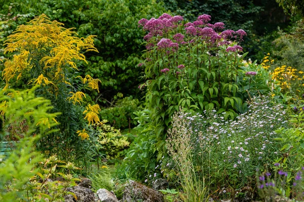 Fiori Nel Giardino Autunnale Perenni Fioriti Giardino Nel Parco — Foto Stock