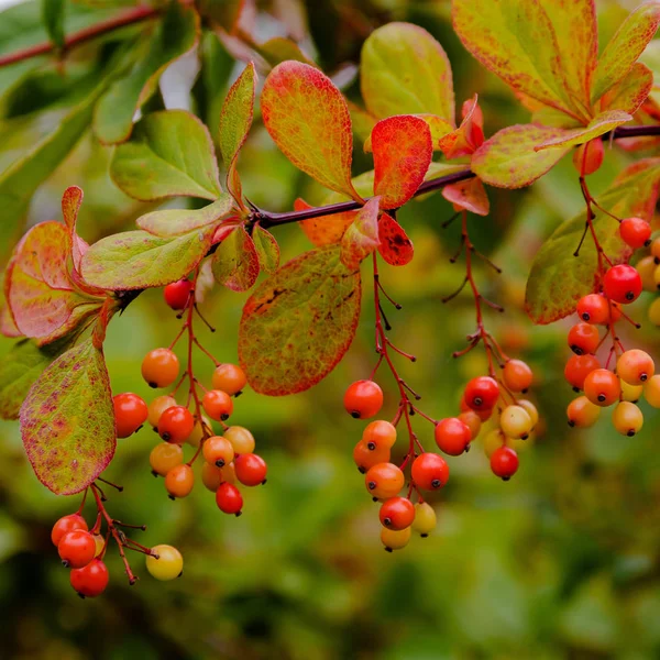 Оранжевые Красные Ягоды Барбариса Осеннем Саду Berberis Koreana Корейский Барбарис — стоковое фото