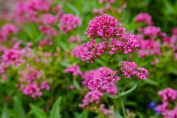 Purpure Flowers Centranthus Ruber Centranthus Ruber Also Called Red Valerian — Stock Photo, Image