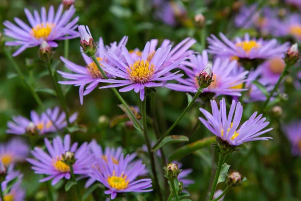 Sonbahar bahçesinde Symphyotrichum novae angliae. Violet Sonbahar Aster Michaelmas Papatya, Papatyalar Vahşi Krizantem doğal arka planda