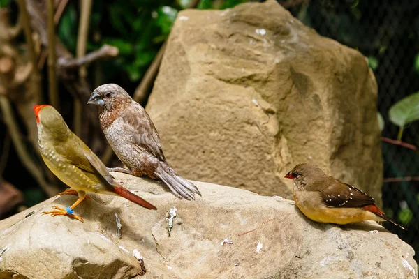 古尔迪安雀 伊里图拉古尔迪亚 也被称为夫人古尔迪安雀 在澳大利亚特有的 在家饲养观赏鸟 — 图库照片