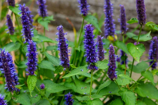 Veronica longifolia'nın bahçedeki mavi çiçeği. Bahçede şifalı bitkiler