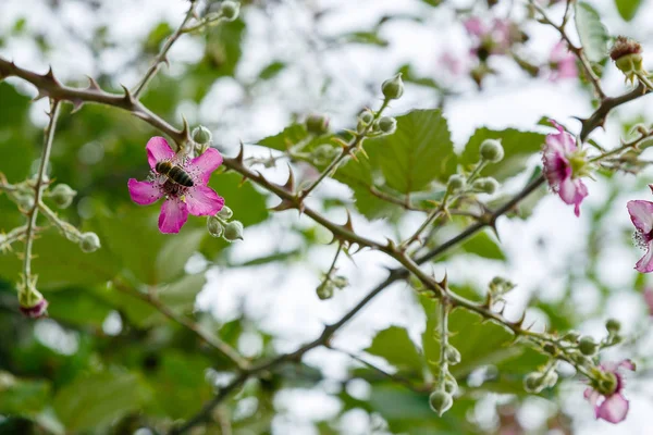 Böğürtlen'in çiçek açan dalı. Doğal bir arka plan üzerinde çiçekler ile Böğürtlen dalı. Bahçede Berry bitkileri