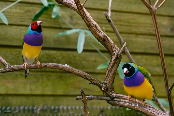The Gouldian finch (Erythrura gouldiae), also known as the Lady Gouldian finch, endemic to Australia. Breeding of ornamental birds at home