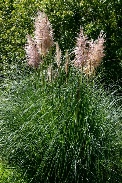 Cortaderia Selloana Pampas Gras Tuin — Stockfoto