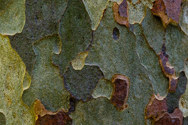 Gri, yeşil, bej lekeler platan ağacının kabuğu (Platan acerifolia). Kabuk ağacı doku arka plan (Platanus occidentalis veya Amerikan çınar ağacı )