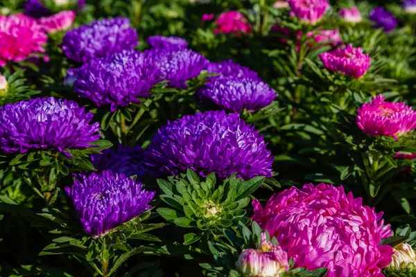 aster çiçekleri (aster, Michaelmas papatya) yeşil arka planda. Renkli çok renkli aster çiçekleri yıllık bitkiler. Sonbahar bahçesinde aster çiçek bahçe yatak yakın