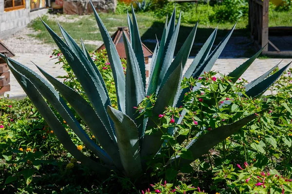 Peyzaj tasarımında Agave. Bahçede Agave