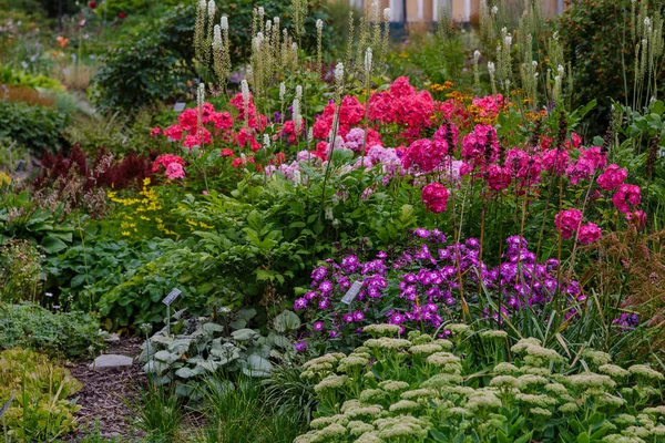 Blommor Höst Trädgården Blommande Perenner Trädgården Eller Parken — Stockfoto