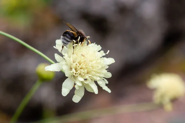 Blume Von Scabiosa Ochroleuca Natürlichen Hintergrund — Stockfoto