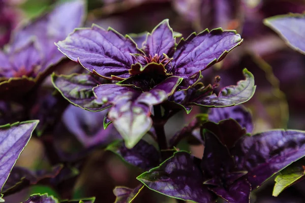 Fleurs Violettes Dans Jardin — Photo