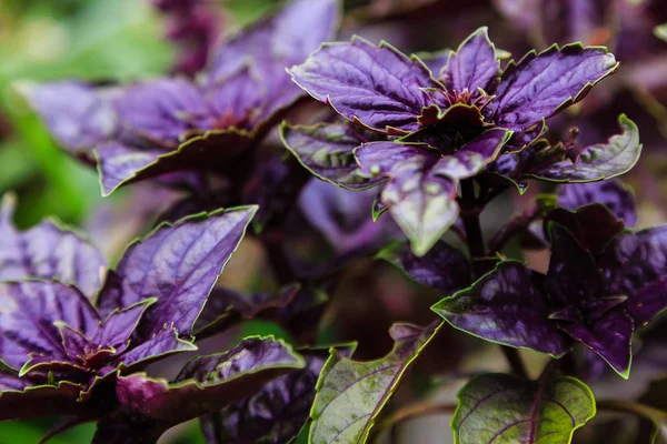 Flores Violetas Jardim — Fotografia de Stock