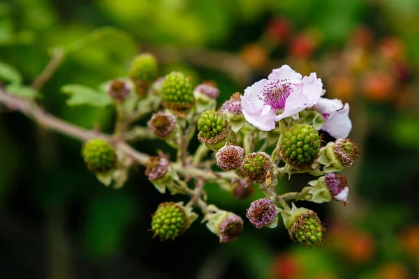 Blommande Gren Björnbär Blackberry Branch Med Blommor Naturlig Bakgrund Bär — Stockfoto
