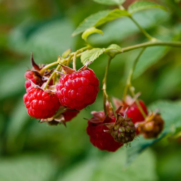doğal arka planda ahududu Bush üzerinde ahududu. Bahçede büyüyen ahududu