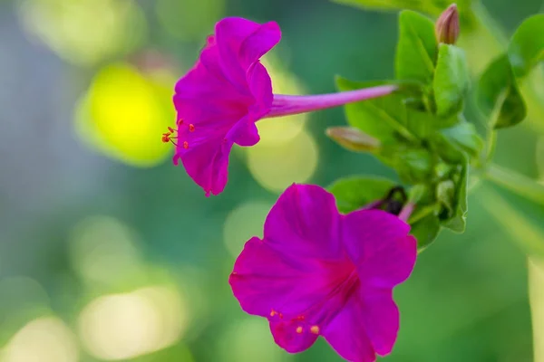 Hermosas Flores Color Púrpura Amarillo Mirabilis Jalapa Reloj Cuatro Jardín —  Fotos de Stock