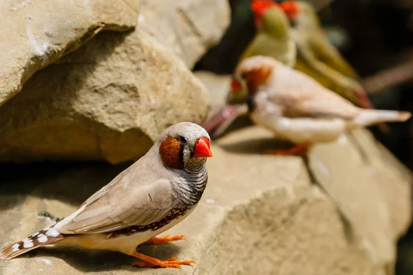 Tentilhão Gouldian Erythrura Gouldiae Também Conhecido Como Tentilhão Lady Gouldian — Fotografia de Stock