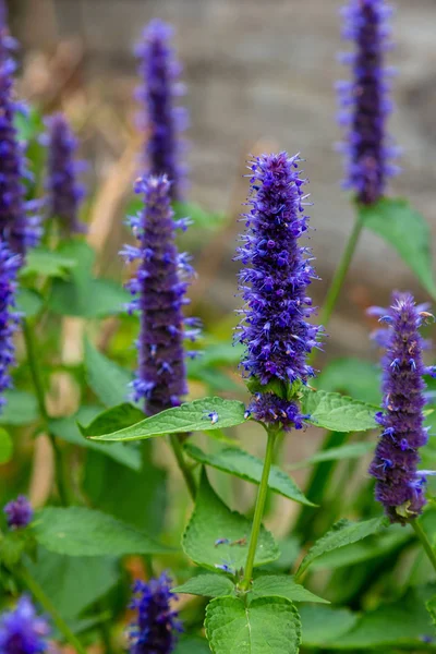 Veronica longifolia'nın bahçedeki mavi çiçeği. Bahçede şifalı bitkiler