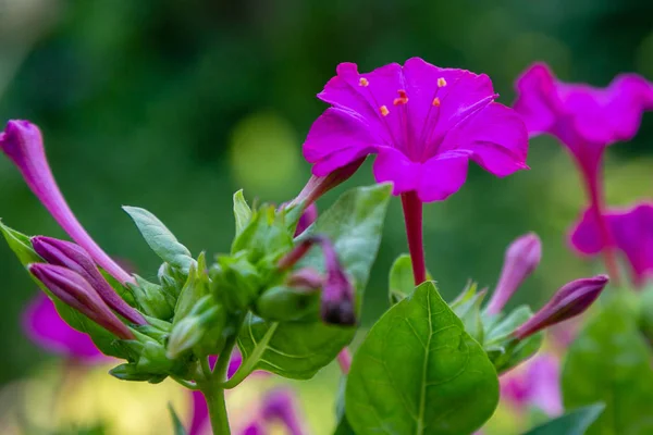 Belles Fleurs Violettes Jaunes Mirabilis Jalapa Four Clock Dans Jardin — Photo