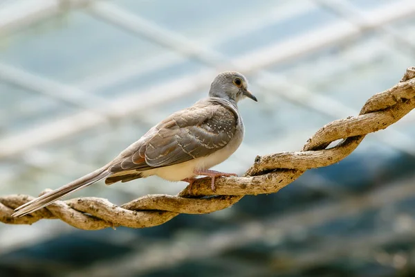 Geopelia Cuneata Estufa — Fotografia de Stock