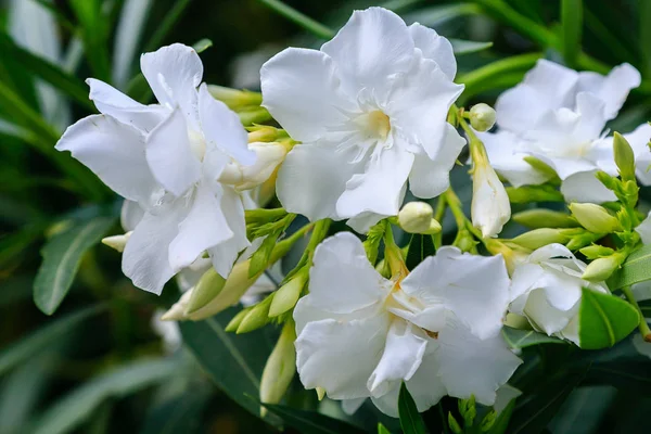 oleander Oleander çiçekleri büyük bir tropikal bitkidir. Güzel çiçek tropikal arka plan