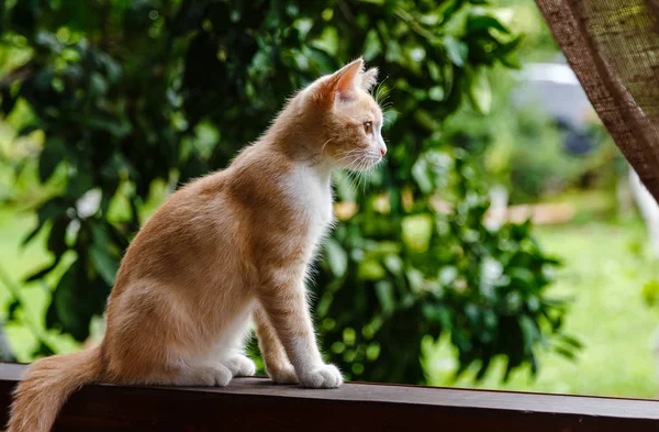 Sevimli kırmızı tüylü yavru kedi