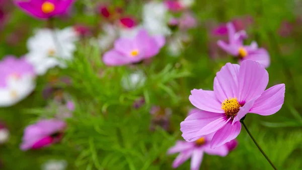 Beautiful Cosmos Flowers Nature Light Pink Deep Pink Cosmos Summer — Stock Photo, Image