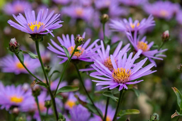 Sonbahar bahçesinde Symphyotrichum novae angliae. Violet Sonbahar Aster Michaelmas Papatya, Papatyalar Vahşi Krizantem doğal arka planda