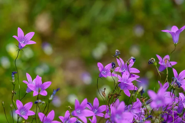 Campanula Patula Распространённый Колокольчик Является Растительным Видом Рода Campanula Нежный — стоковое фото