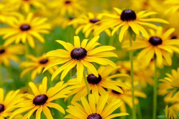 Fondo Floral Con Margaritas Color Amarillo Brillante Sobre Fondo Natural — Foto de Stock