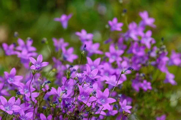 Campanula patula veya yayılan çan çiçeği Campanula cinsinin bir bitki türüdür. Bu narin çan çiçeği, dik ve huni şeklinde soluk mavi veya beyaz çiçeklerin yanal dallarını taşır