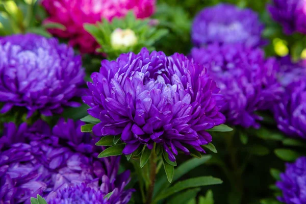 aster çiçekleri (aster, Michaelmas papatya) yeşil arka planda. Renkli çok renkli aster çiçekleri yıllık bitkiler. Sonbahar bahçesinde aster çiçek bahçe yatak yakın