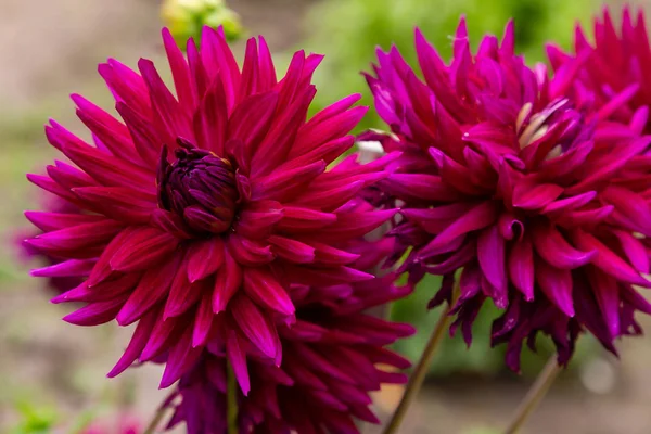 Sonbahar bahçesinde güzel dahlias.