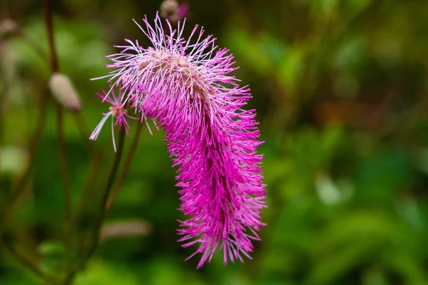 Sanguisorba officinalis, büyük burnet, aile Rosaceae, alt familyarosoideae bir bitkidir. Sanguisorba officinalis kaya bahçesi için tıbbi bitki ve bitki