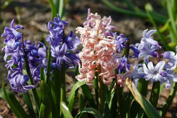 Цветущие Гиацинты Hyacinthus Orientalis Саду — стоковое фото
