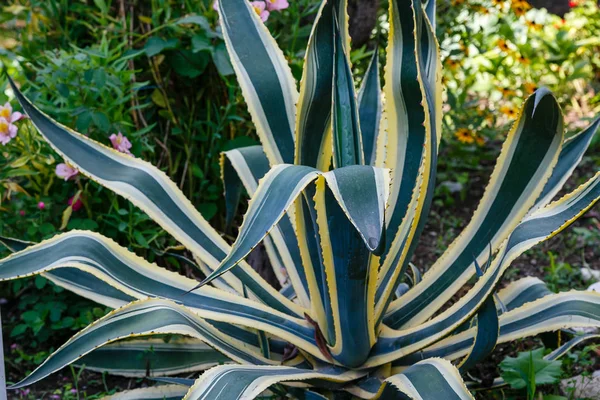 Agave Projektowaniu Krajobrazu Agawy Ogrodzie — Zdjęcie stockowe