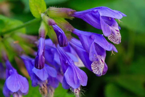 Doğal arka planda Dracocephalum nutans. Tıbbi ve nektar bitkisi