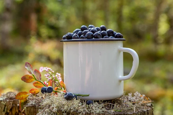 Ormanın arka planında taze yaban mersini olan kupa. Ormanda böğürtlen topluyorlar. Taze yaban mersini.