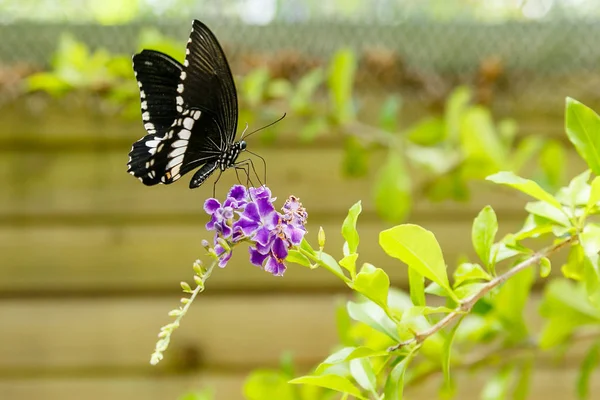 Una Hermosa Mariposa Negra Papilio Polytes Butterfly Recogiendo Néctar Una —  Fotos de Stock