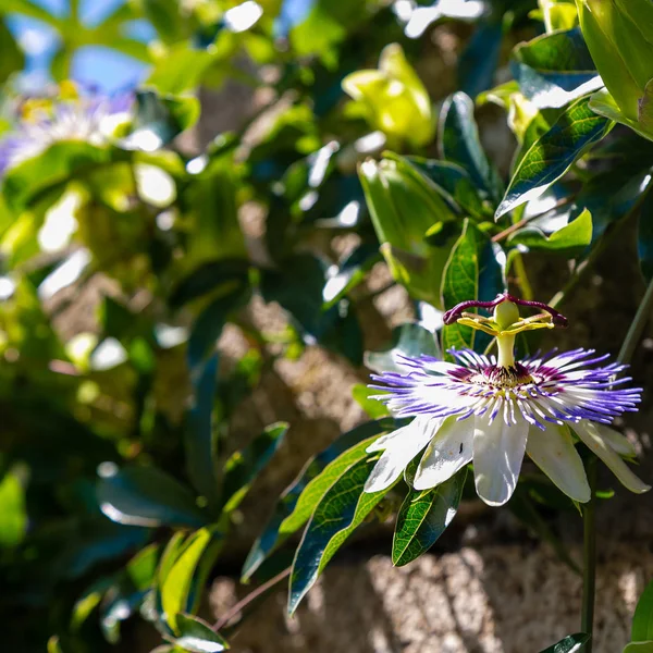 Mavi çiçek veya Passiflora (Passiflora caerulea) içinde tropikal bahçe bırakır. Güzel tutku meyve çiçek ya da Passiflora (Passifloraceae). Passiflora 550 türler bir cinsidir. Evergreen tropik sarmaşık